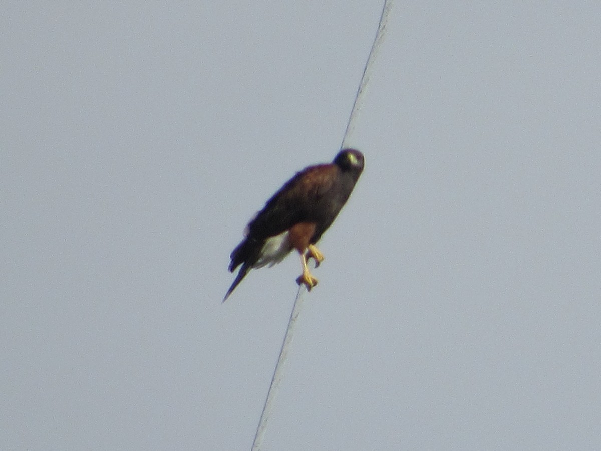 Harris's Hawk - ML616338395