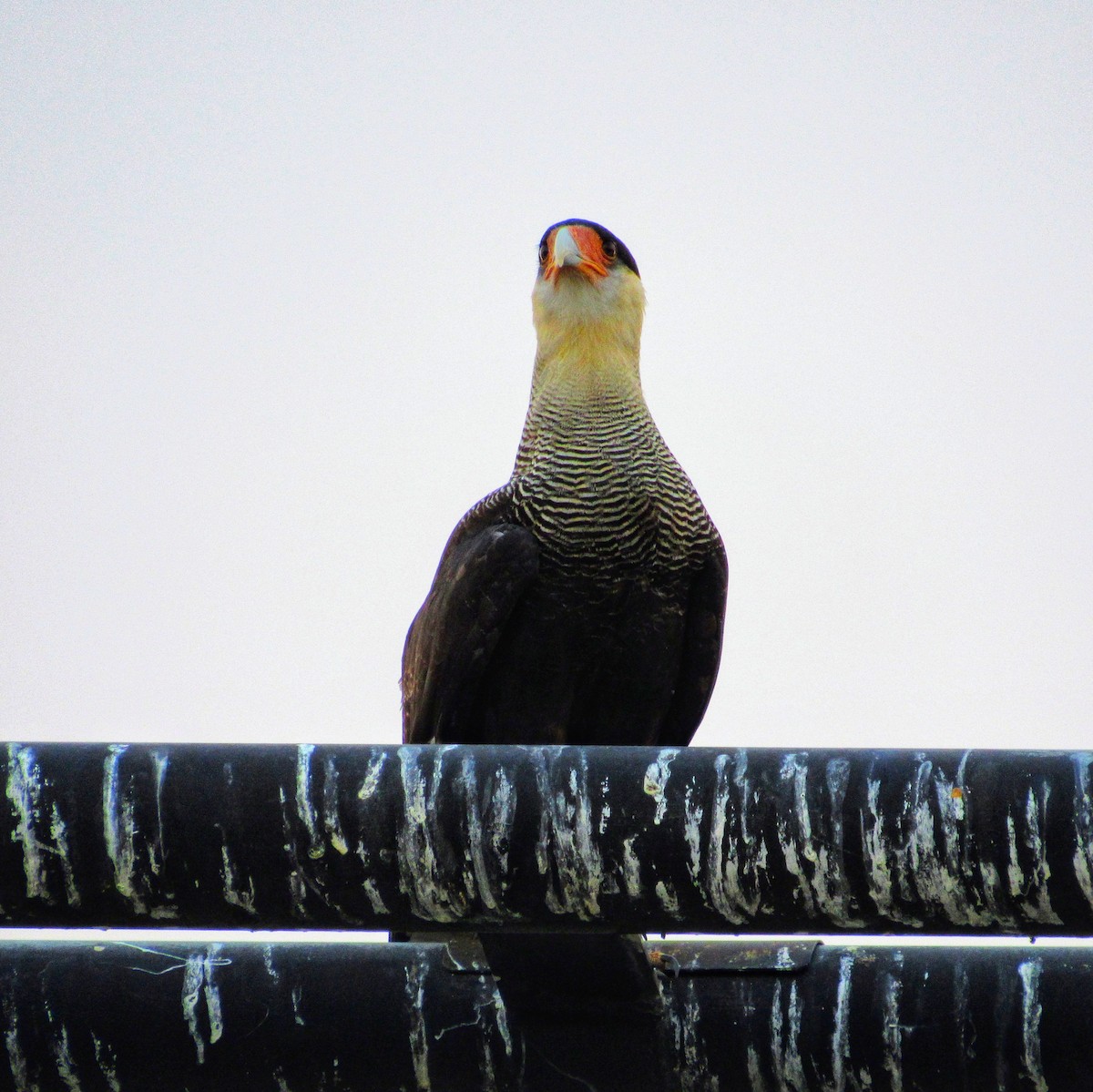 Caracara Carancho - ML616338433