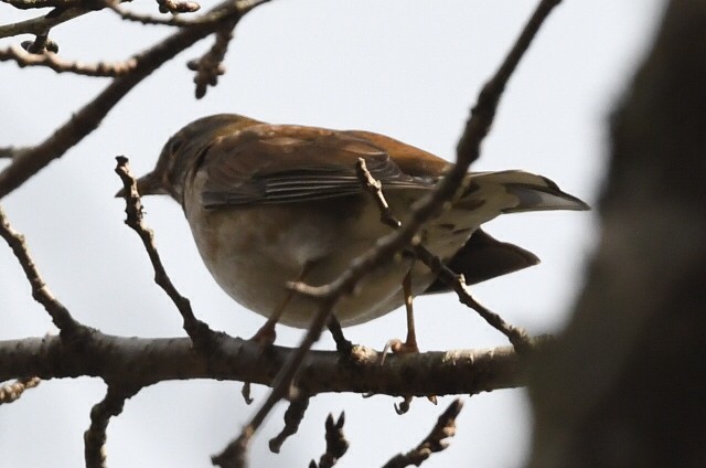 Бүгээн хөөндэй - ML616338462