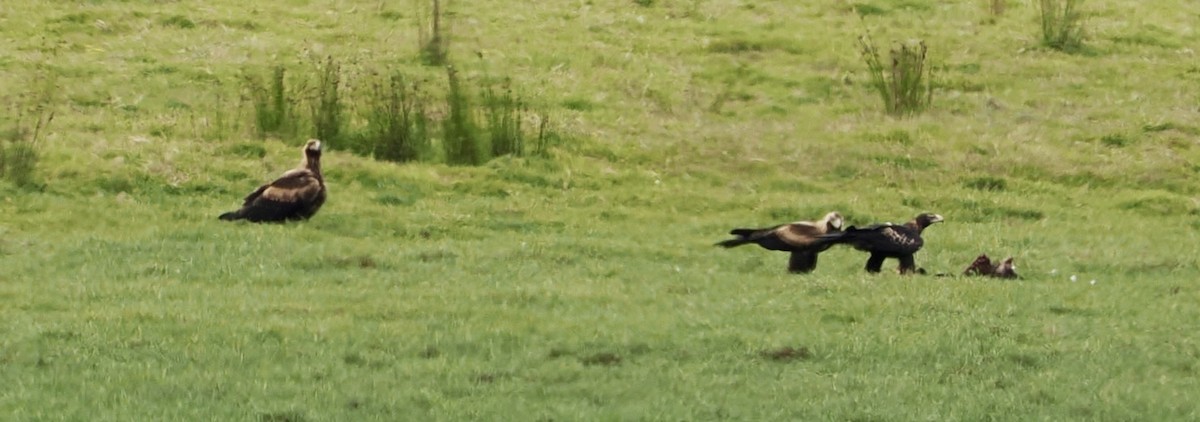 Wedge-tailed Eagle - ML616338496