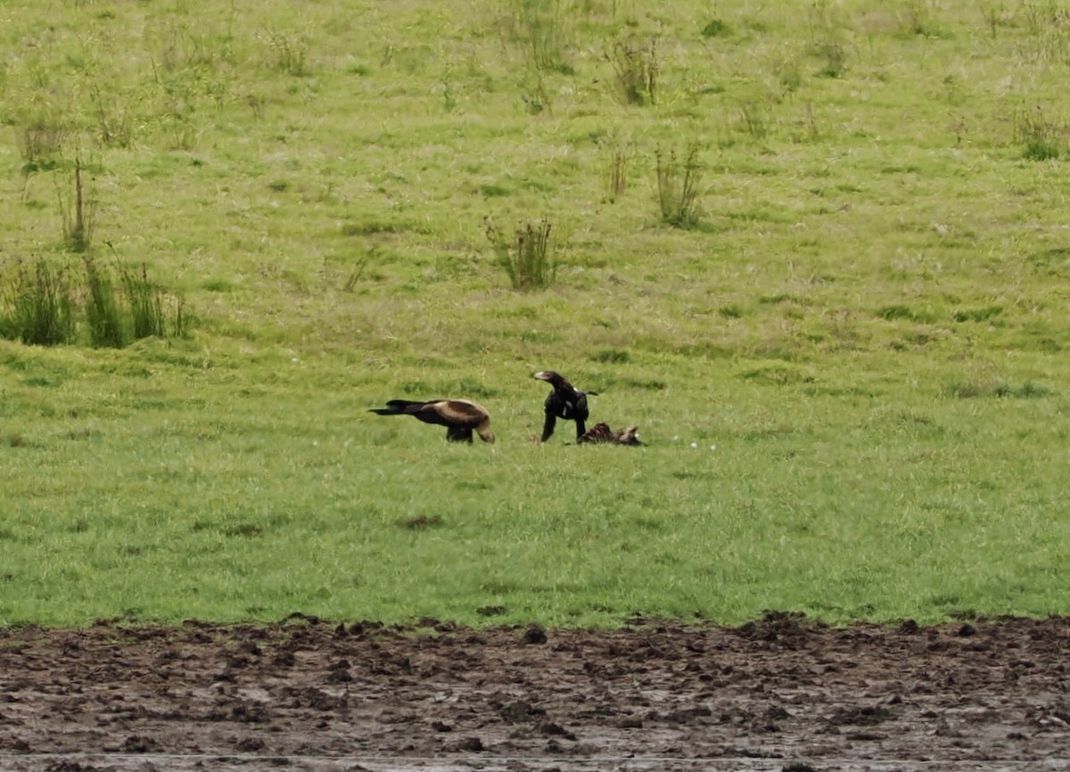 Wedge-tailed Eagle - Cheryl Cooper