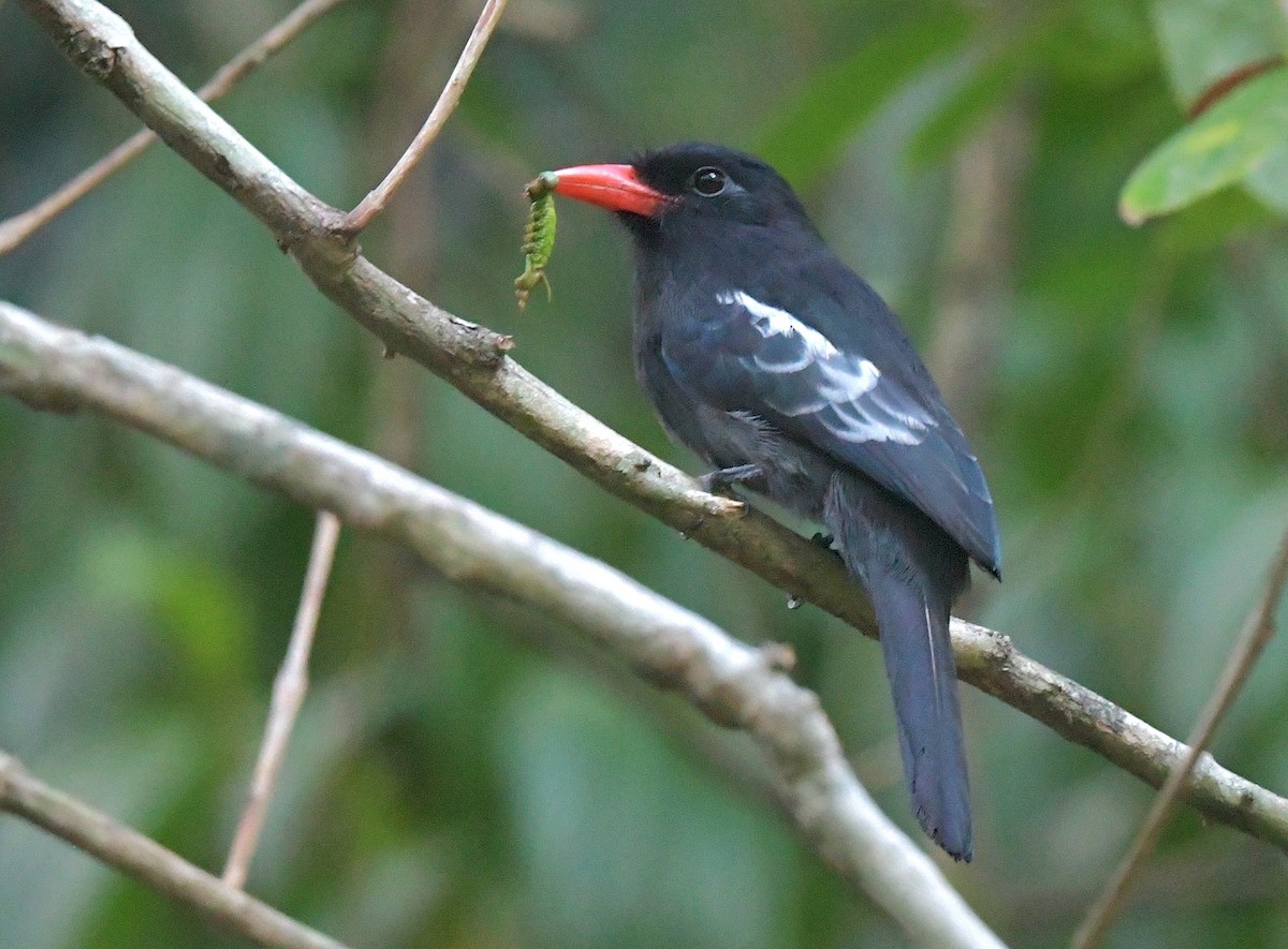 Black Nunbird - Gary Charlton