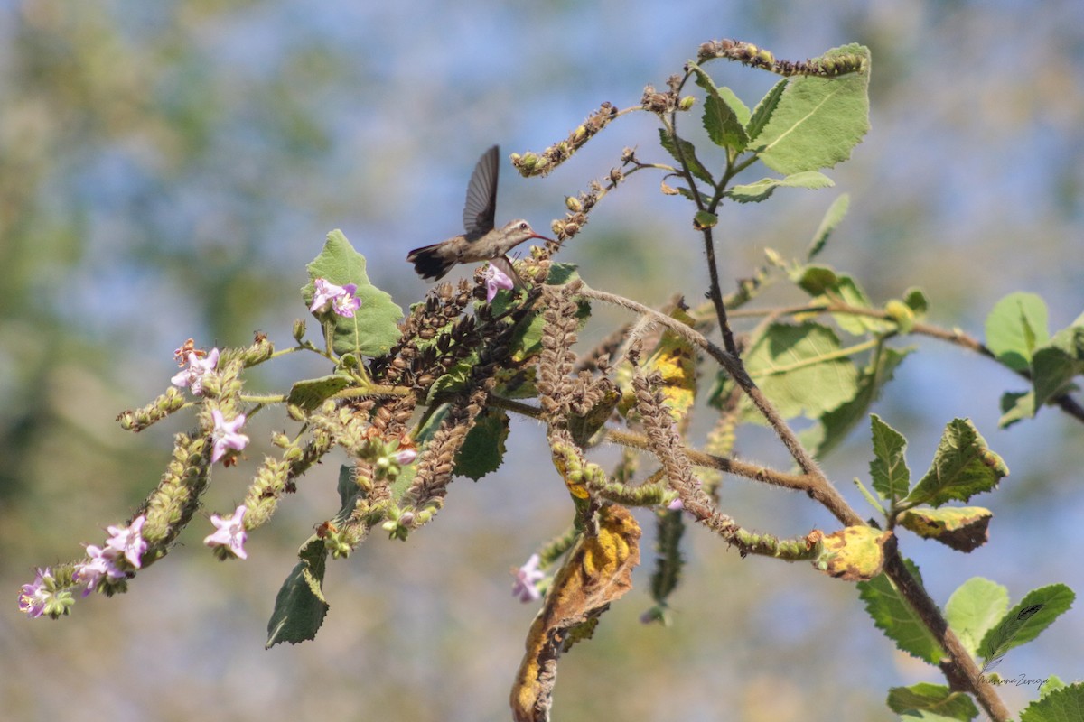 Colibri de Doubleday - ML616338535