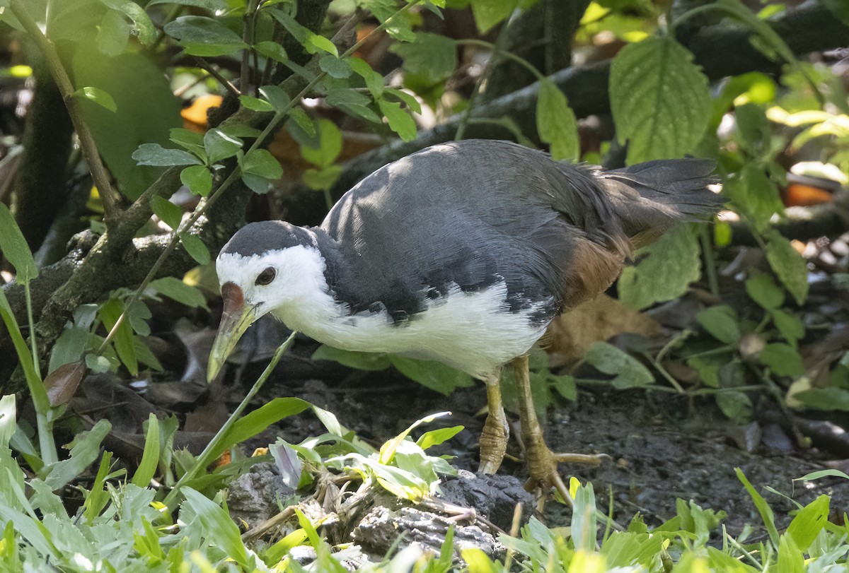 White-breasted Waterhen - ML616338539