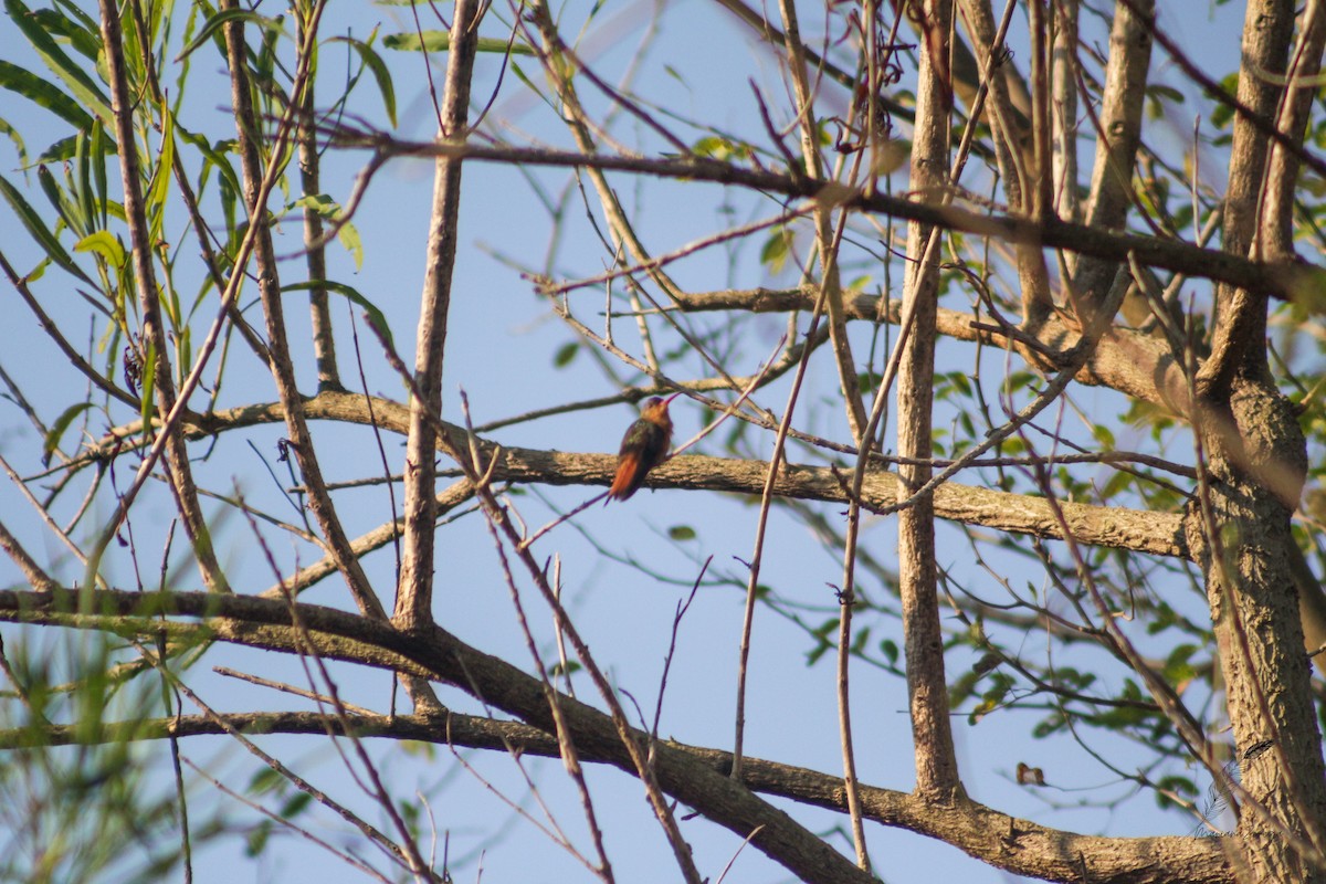 kolibřík ryšavý - ML616338558