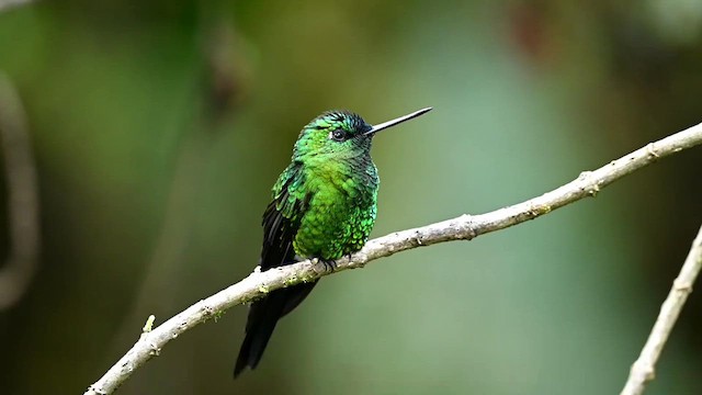 Sapphire-vented Puffleg - ML616338569