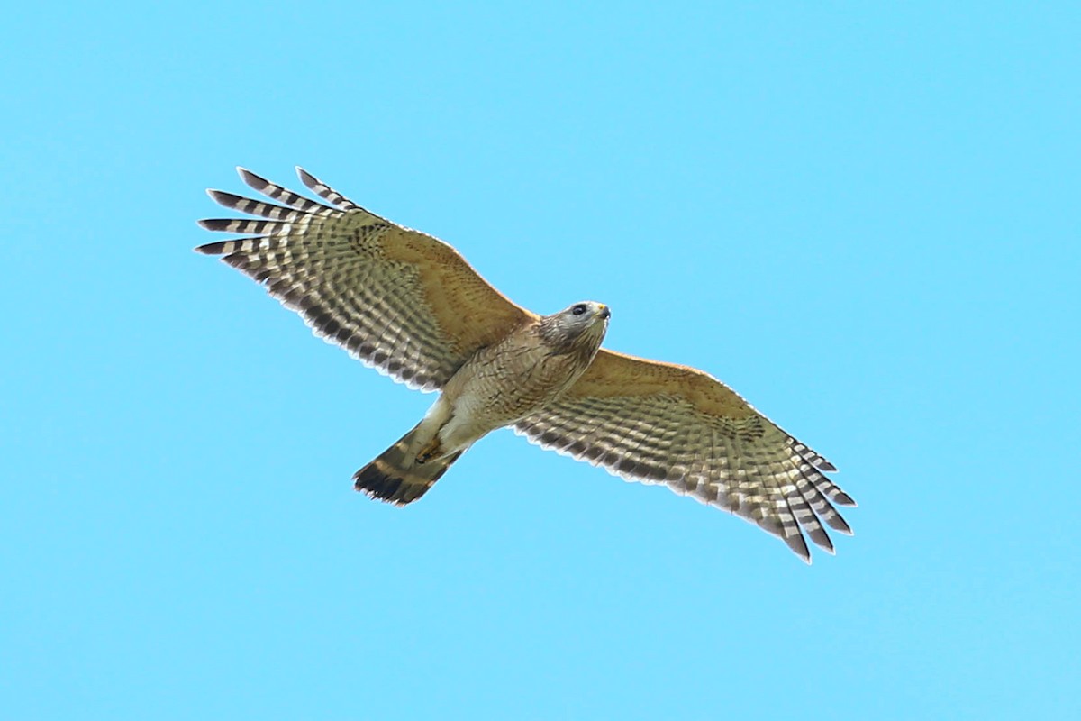 Red-shouldered Hawk - ML616338572