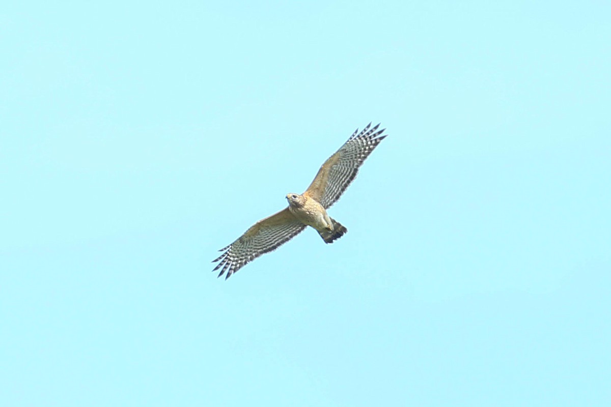 Red-shouldered Hawk - ML616338575