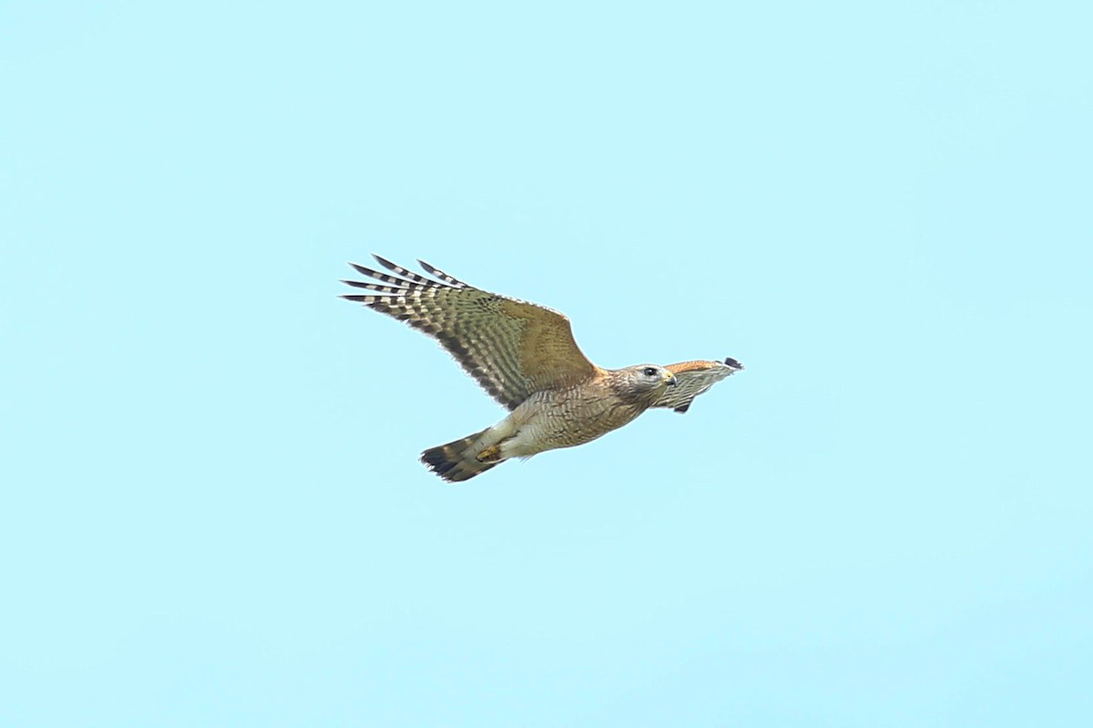 Red-shouldered Hawk - ML616338576