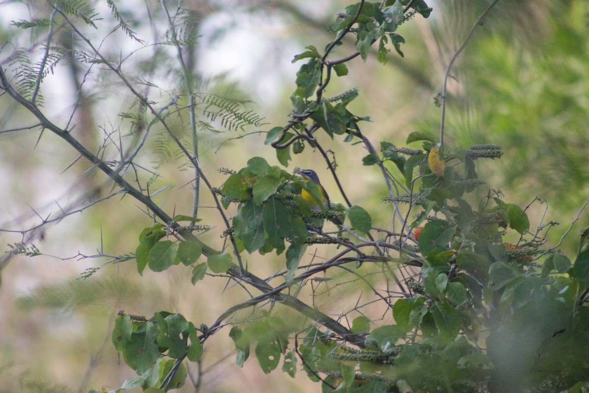 Yellow-breasted Chat - ML616338594