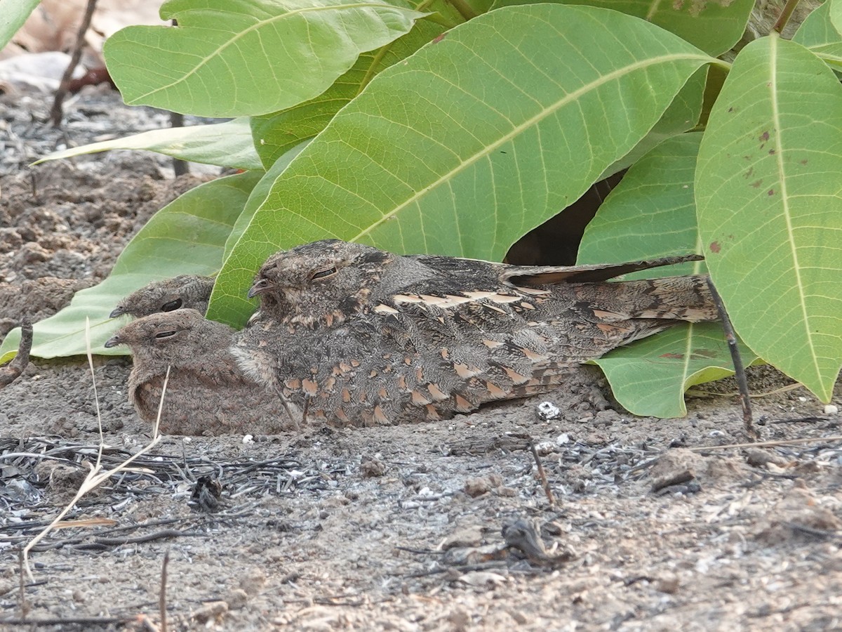 Savanna Nightjar (Northern) - ML616338598