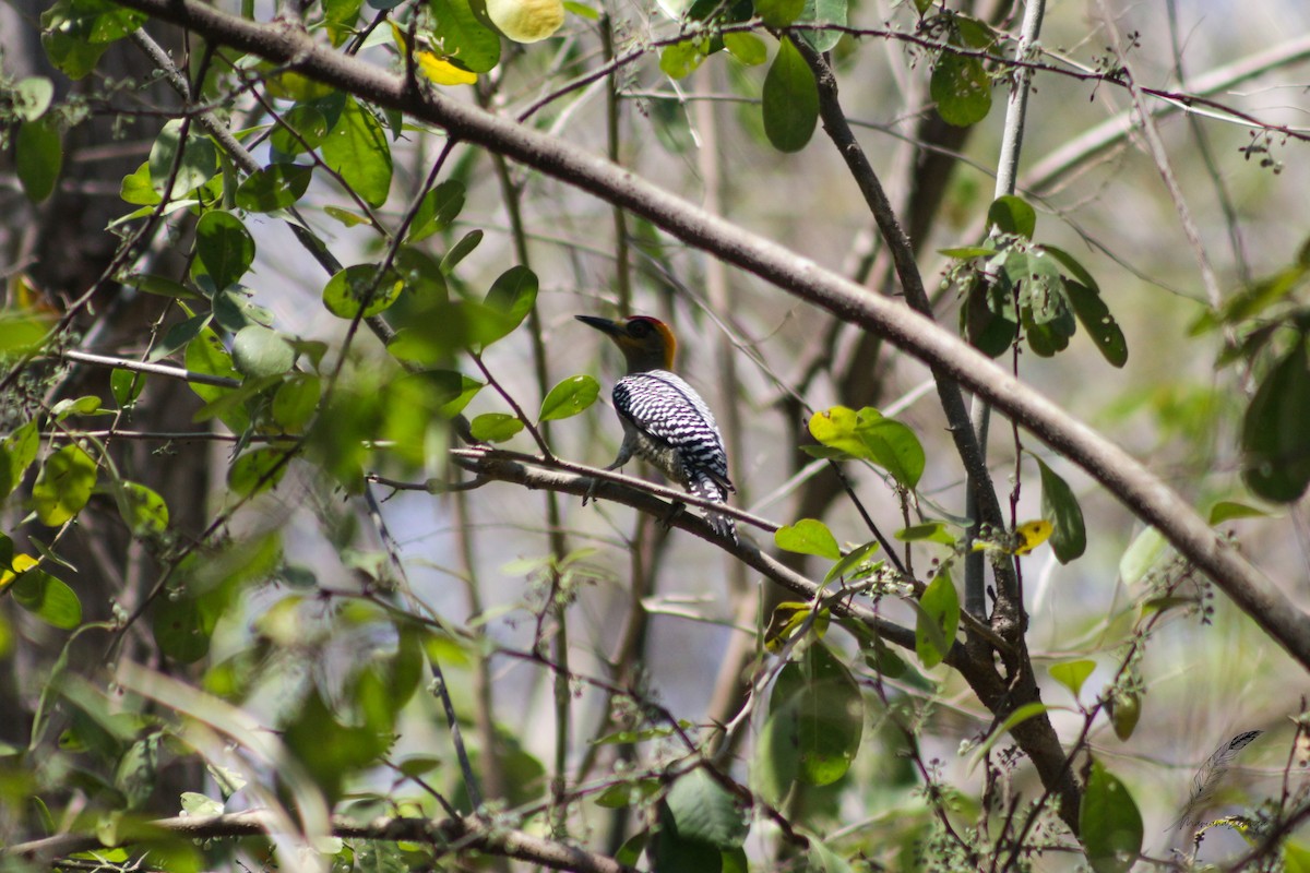 Golden-cheeked Woodpecker - ML616338609