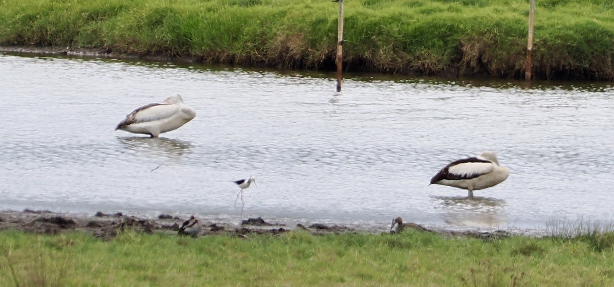 Australian Pelican - ML616338614