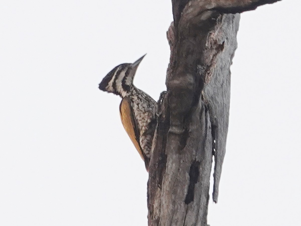 Common Flameback - Barry Reed