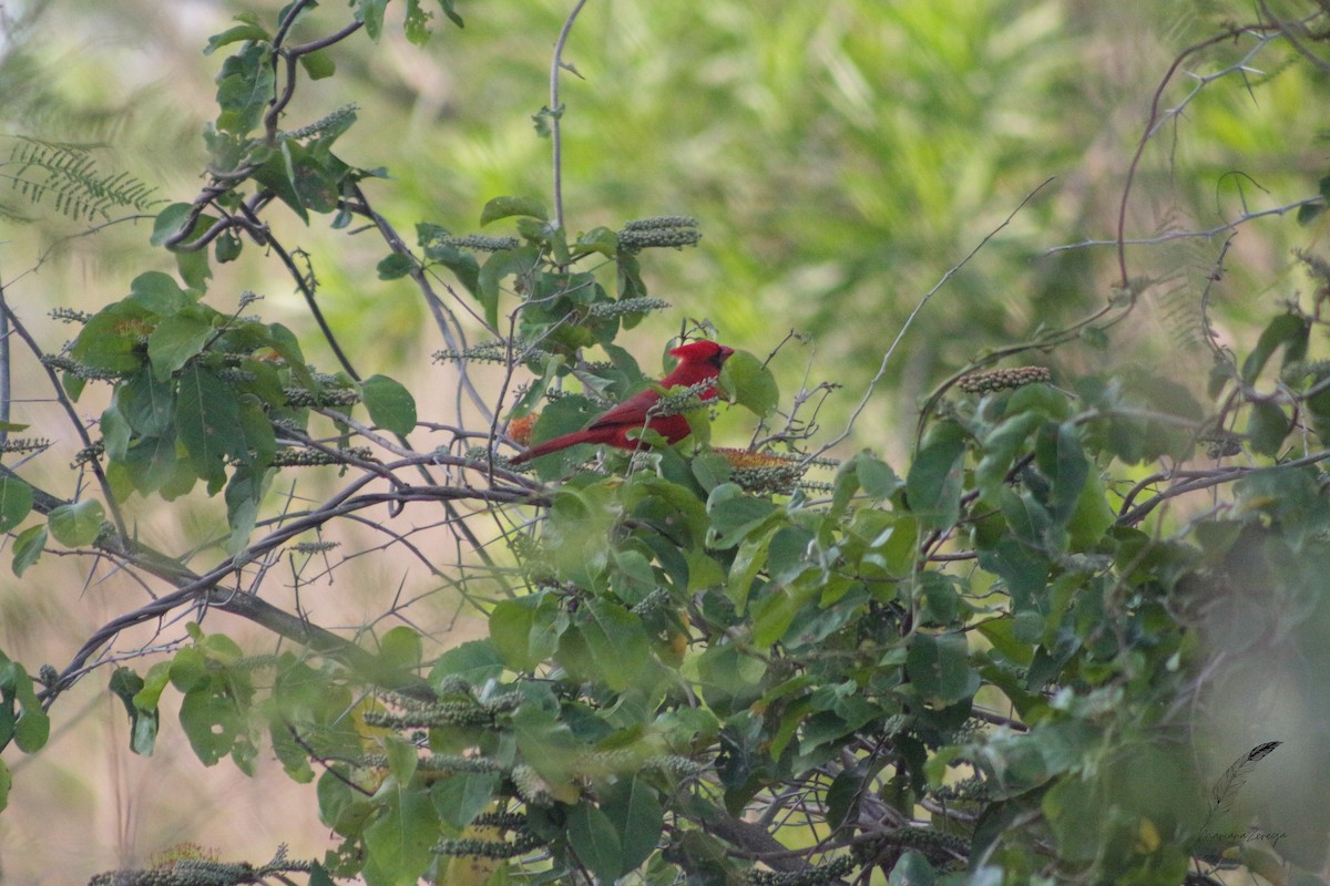 Northern Cardinal - Mariana Zerega