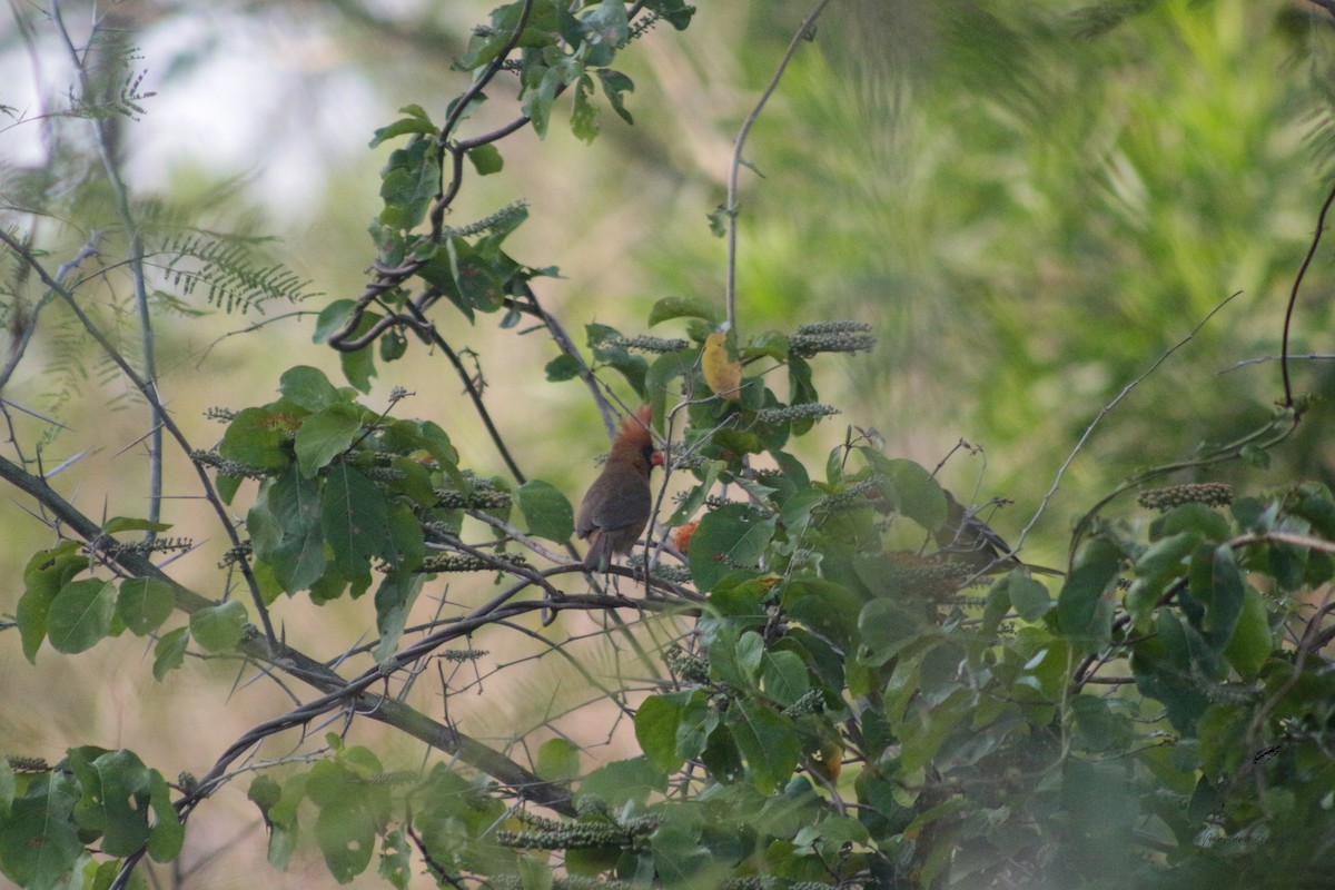 Cardinal rouge - ML616338622