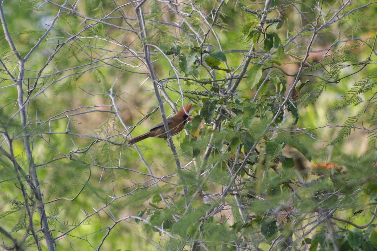 Northern Cardinal - ML616338625