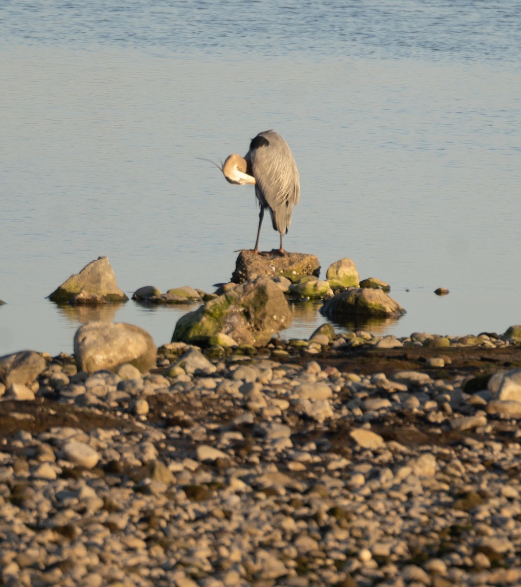 Great Blue Heron - ML616338644