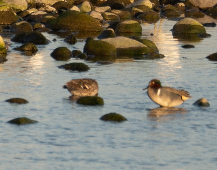 Green-winged Teal - ML616338653