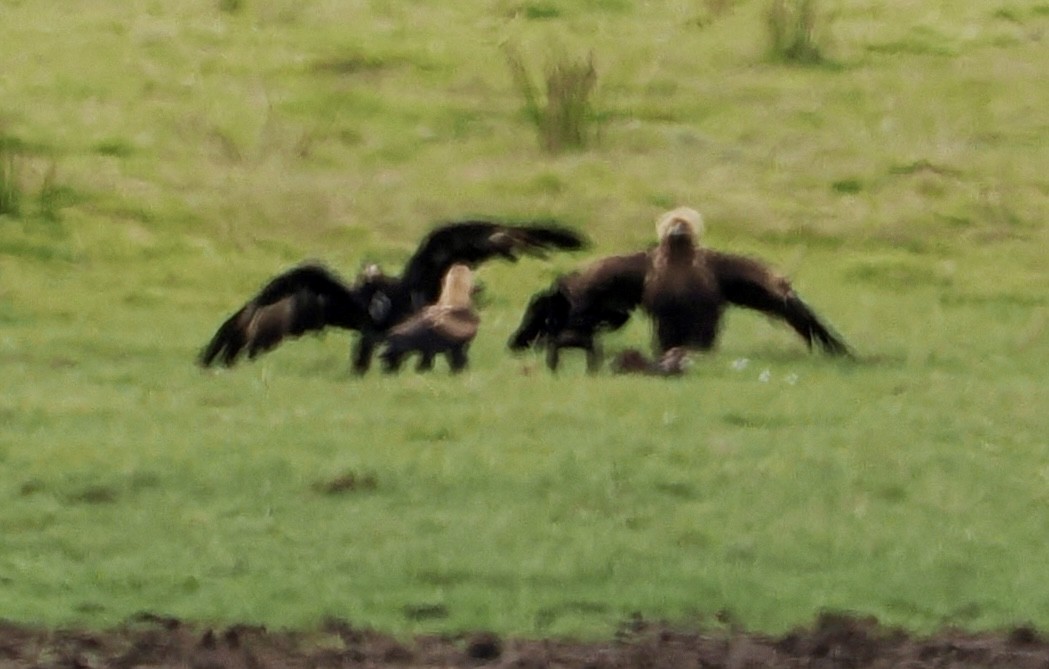 Wedge-tailed Eagle - Cheryl Cooper