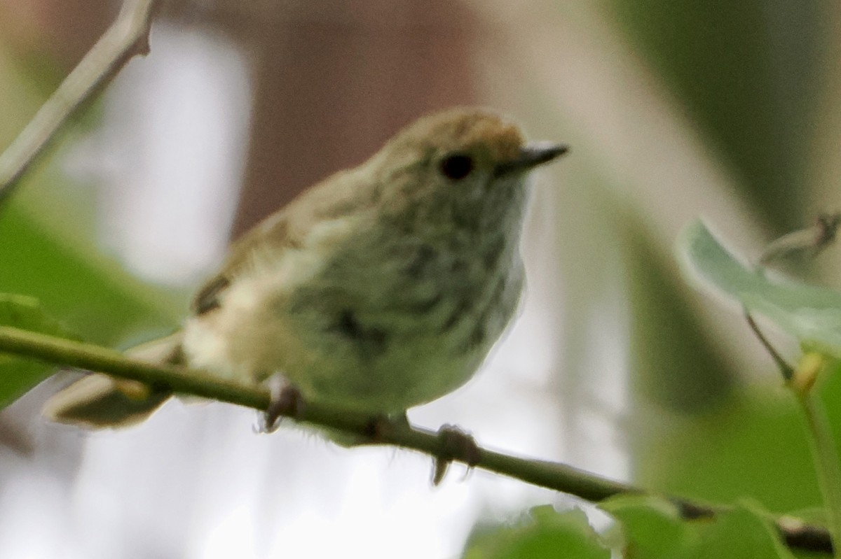 Brown Thornbill - ML616338718