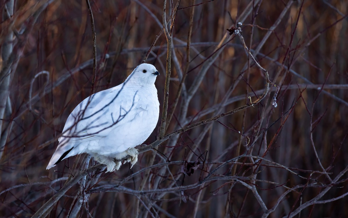 Moorschneehuhn - ML616338723