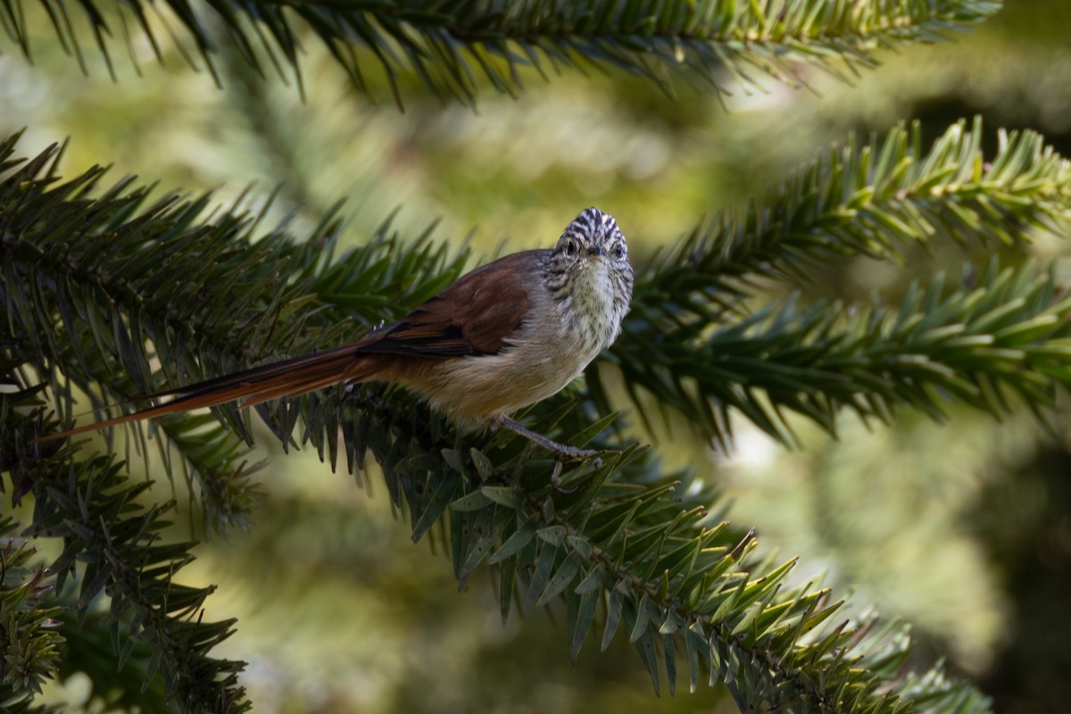 Araucaria Tit-Spinetail - ML616338724