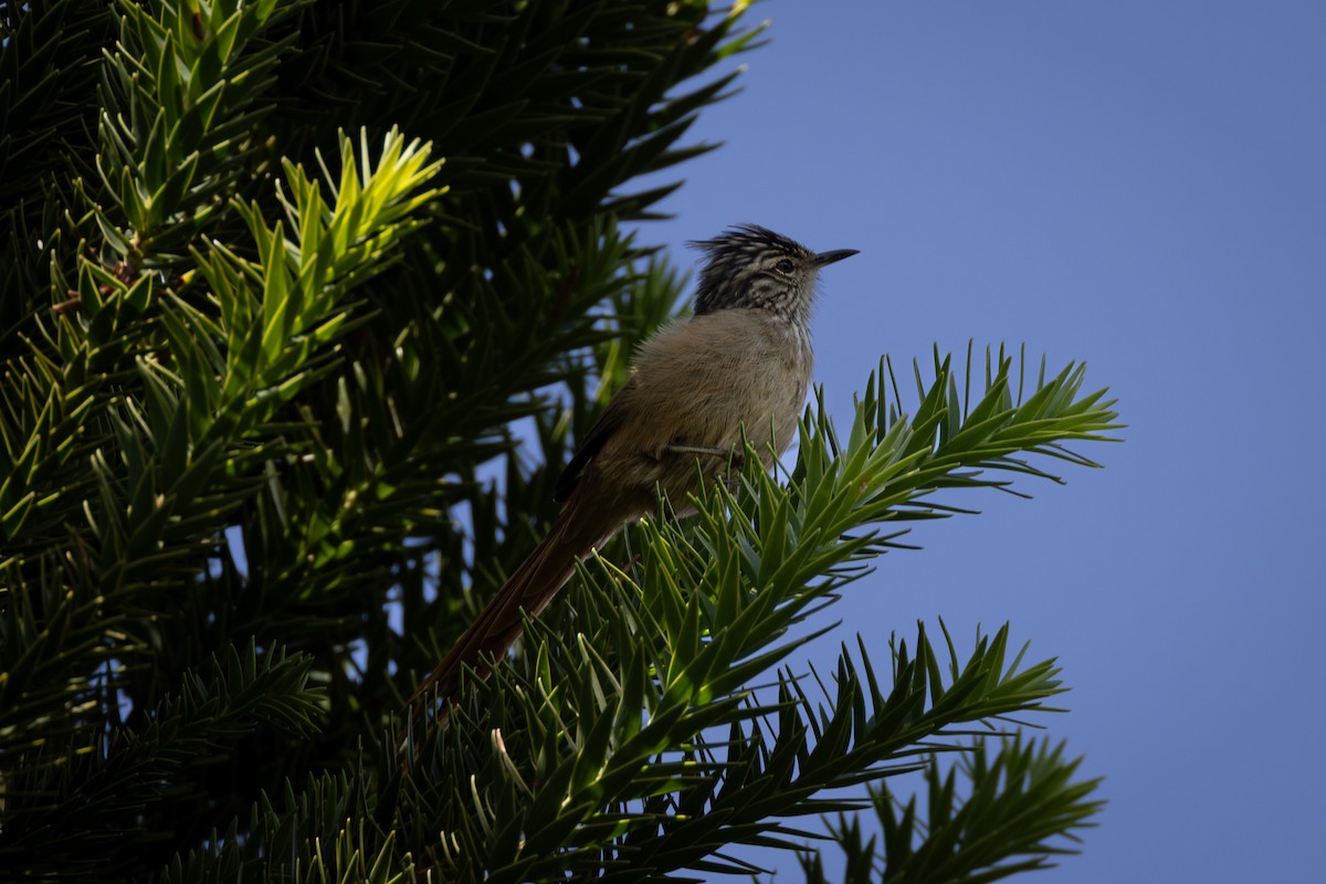 Araucaria Tit-Spinetail - ML616338725