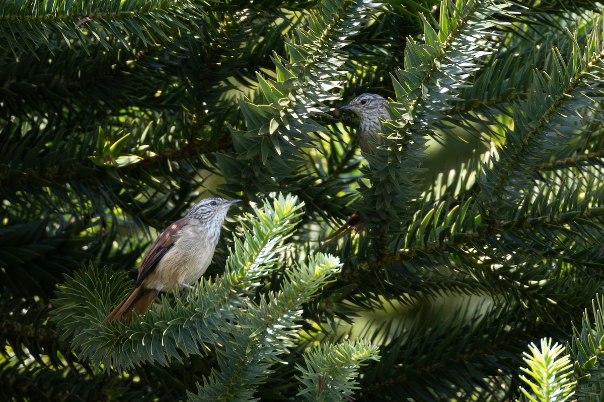 Araucaria Tit-Spinetail - ML616338726