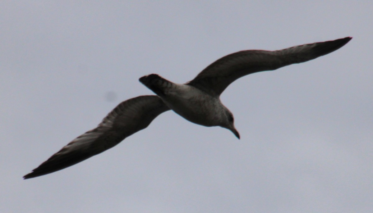 Ring-billed Gull - ML616338731