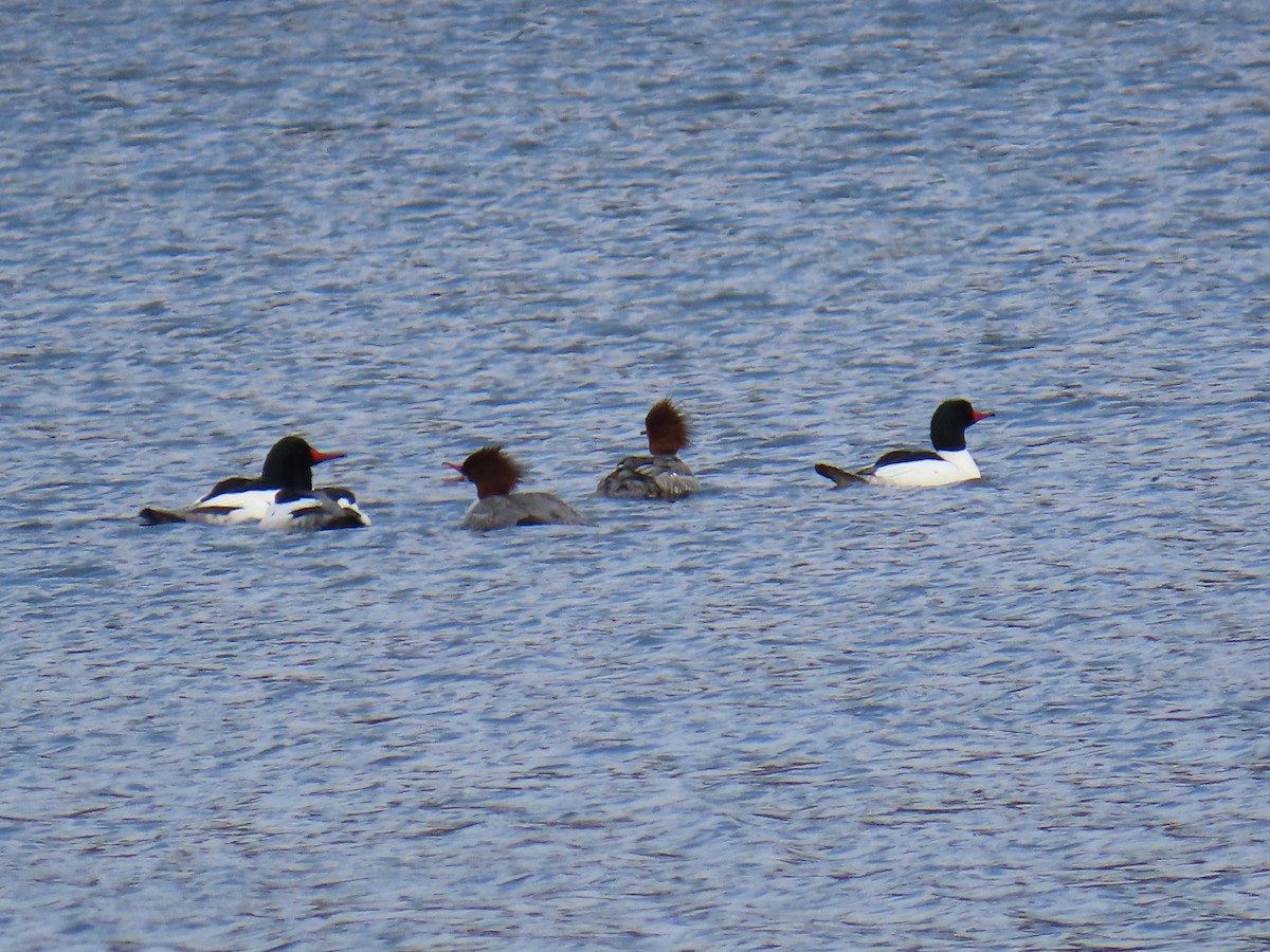 Common Merganser - Richard Spedding