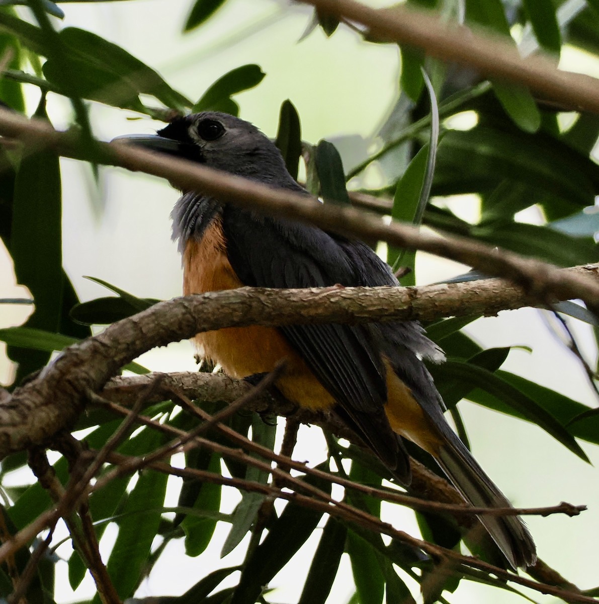 Black-faced Monarch - ML616338740