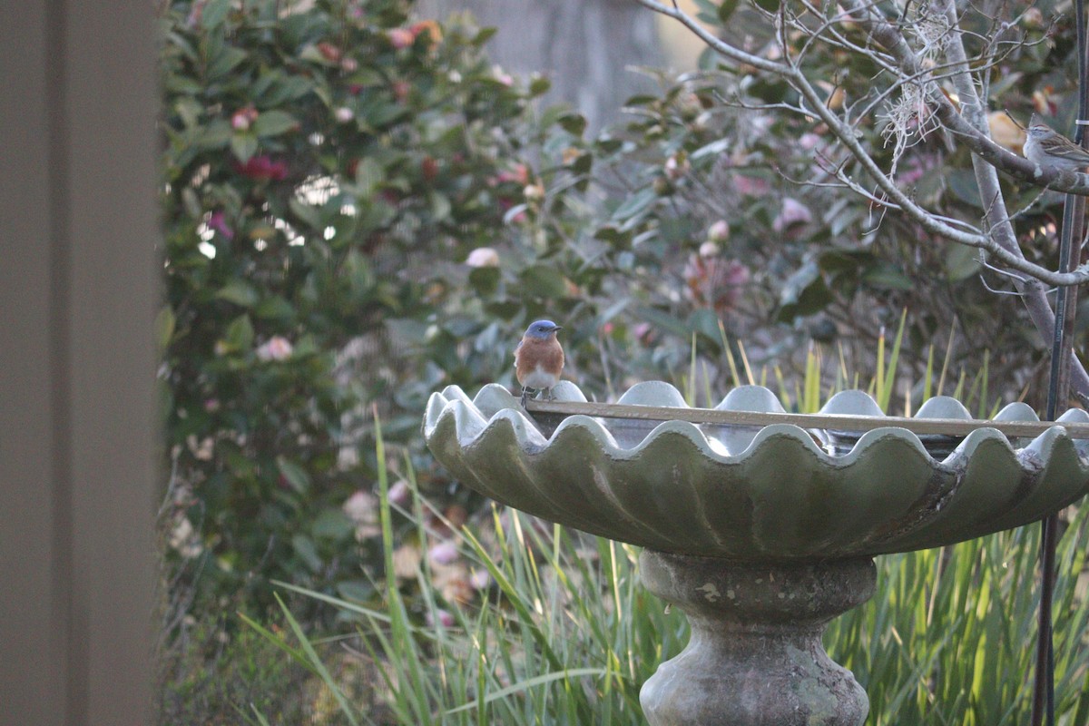 Eastern Bluebird - Nancy Crosby