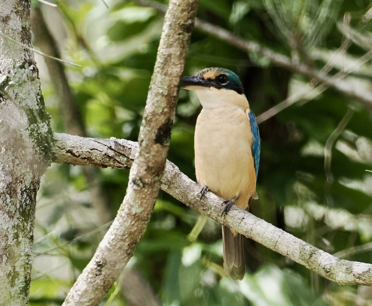 Sacred Kingfisher - Cheryl Cooper