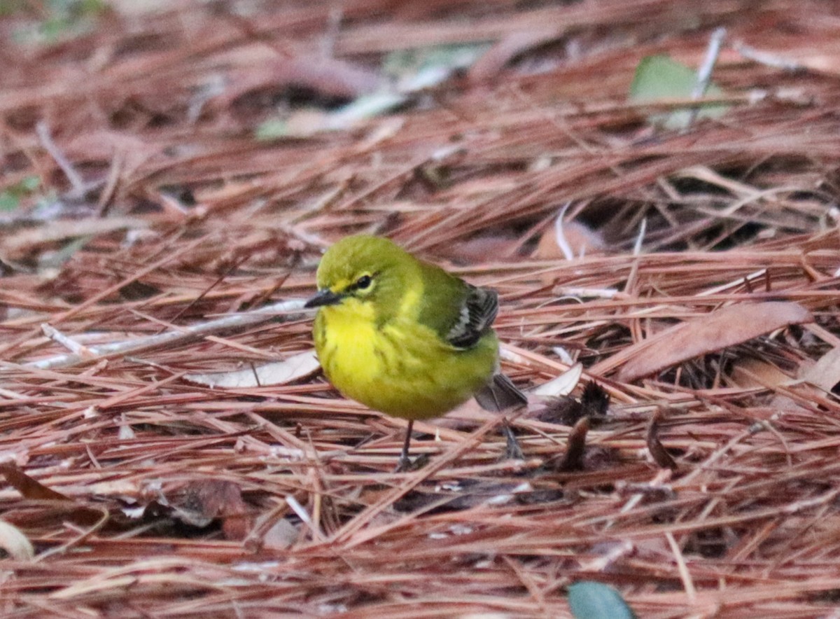 Pine Warbler - Nancy Crosby