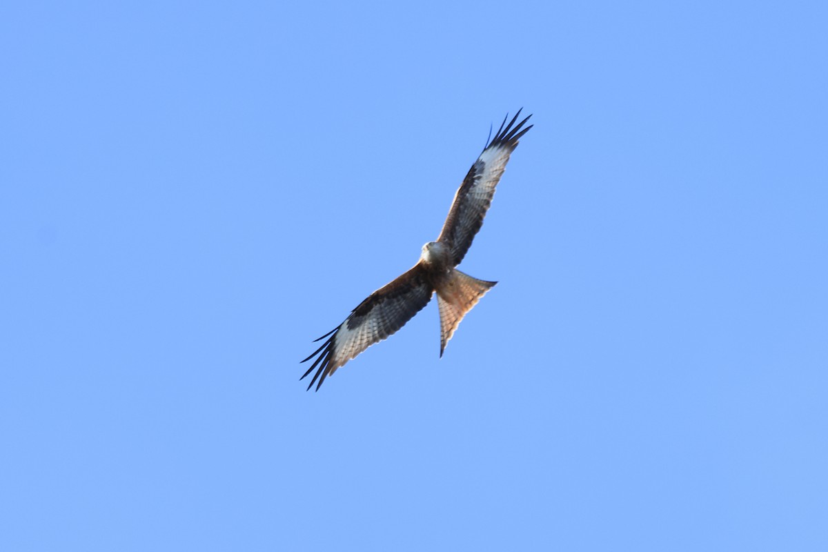 Red Kite (Red) - Paul (Mac) Smith   🦅