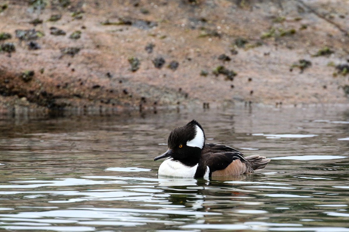 Hooded Merganser - Marie O'Shaughnessy