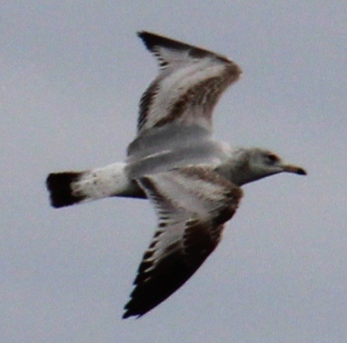 Ring-billed Gull - ML616338902