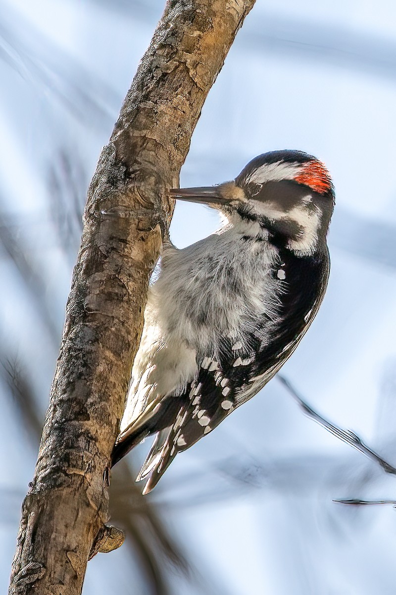 Hairy Woodpecker - André Beauchesne