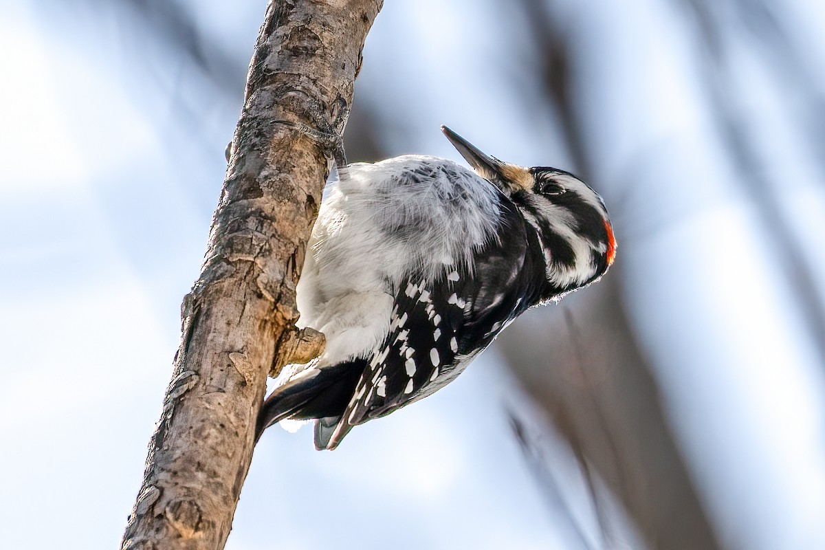 Hairy Woodpecker - André Beauchesne