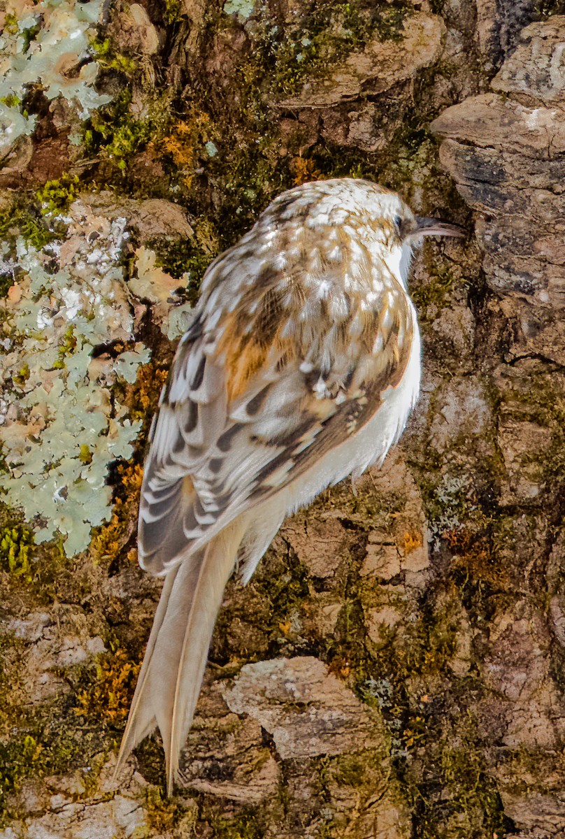 Brown Creeper - ML616338949