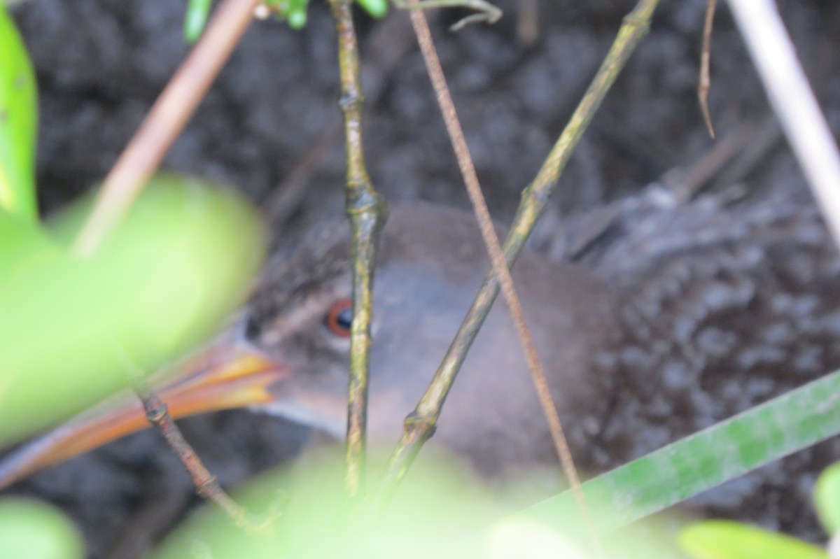 Clapper Rail - ML616338994