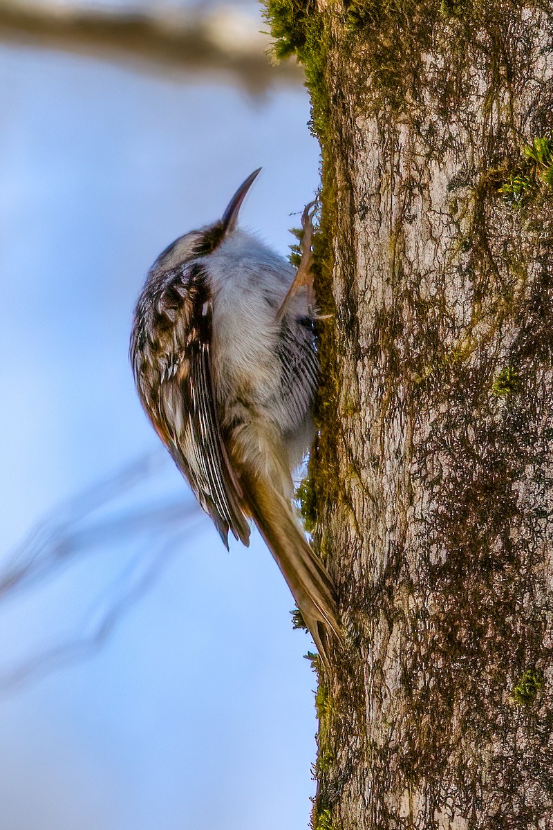 Brown Creeper - André Beauchesne