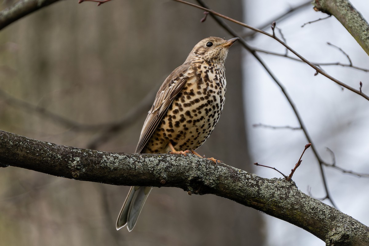 Mistle Thrush - ML616339071