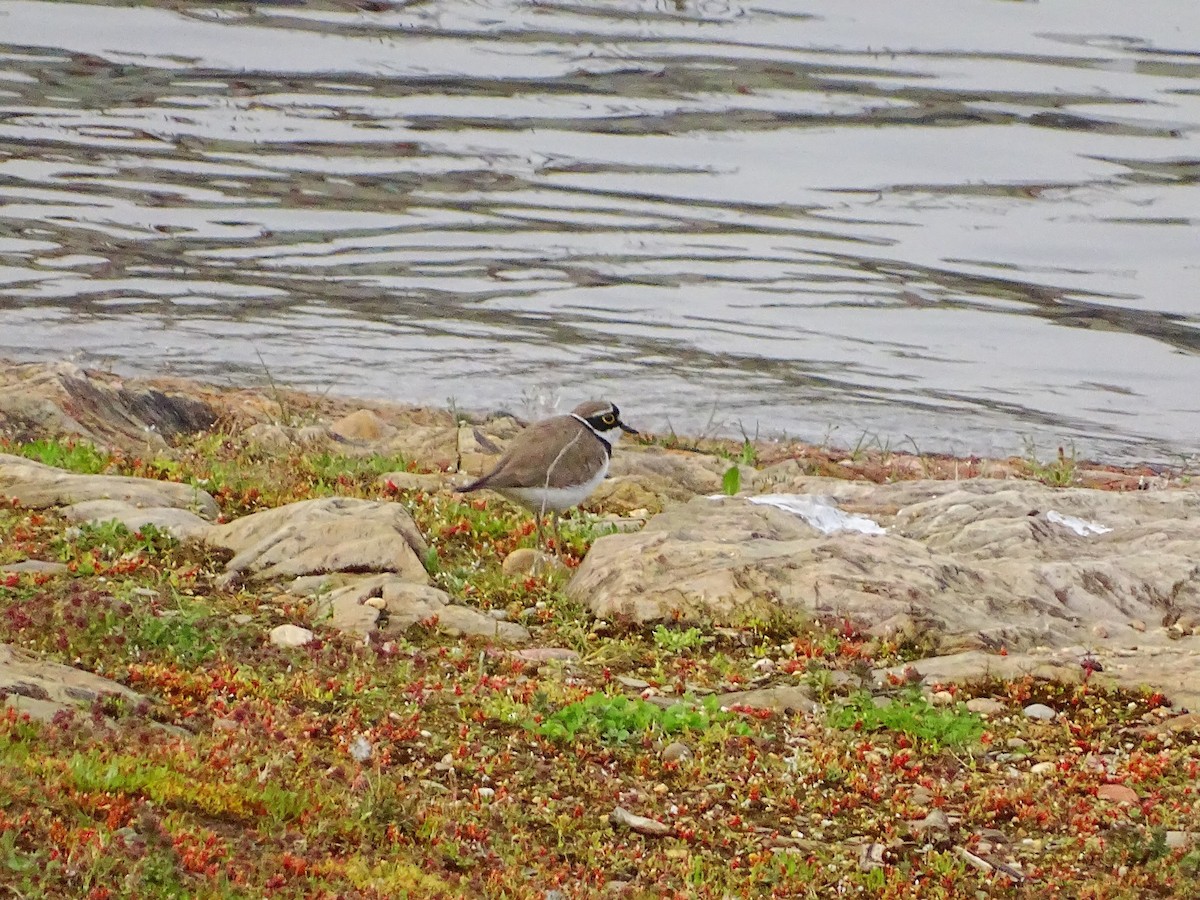 Little Ringed Plover - ML616339135