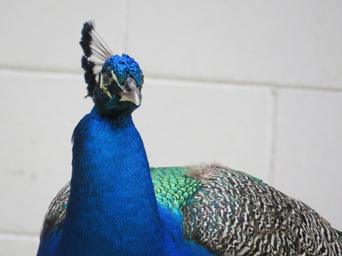 Indian Peafowl - ML616339170