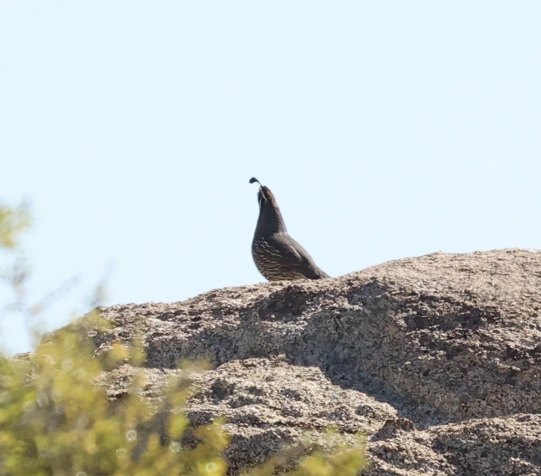 California Quail - Millie and Peter Thomas