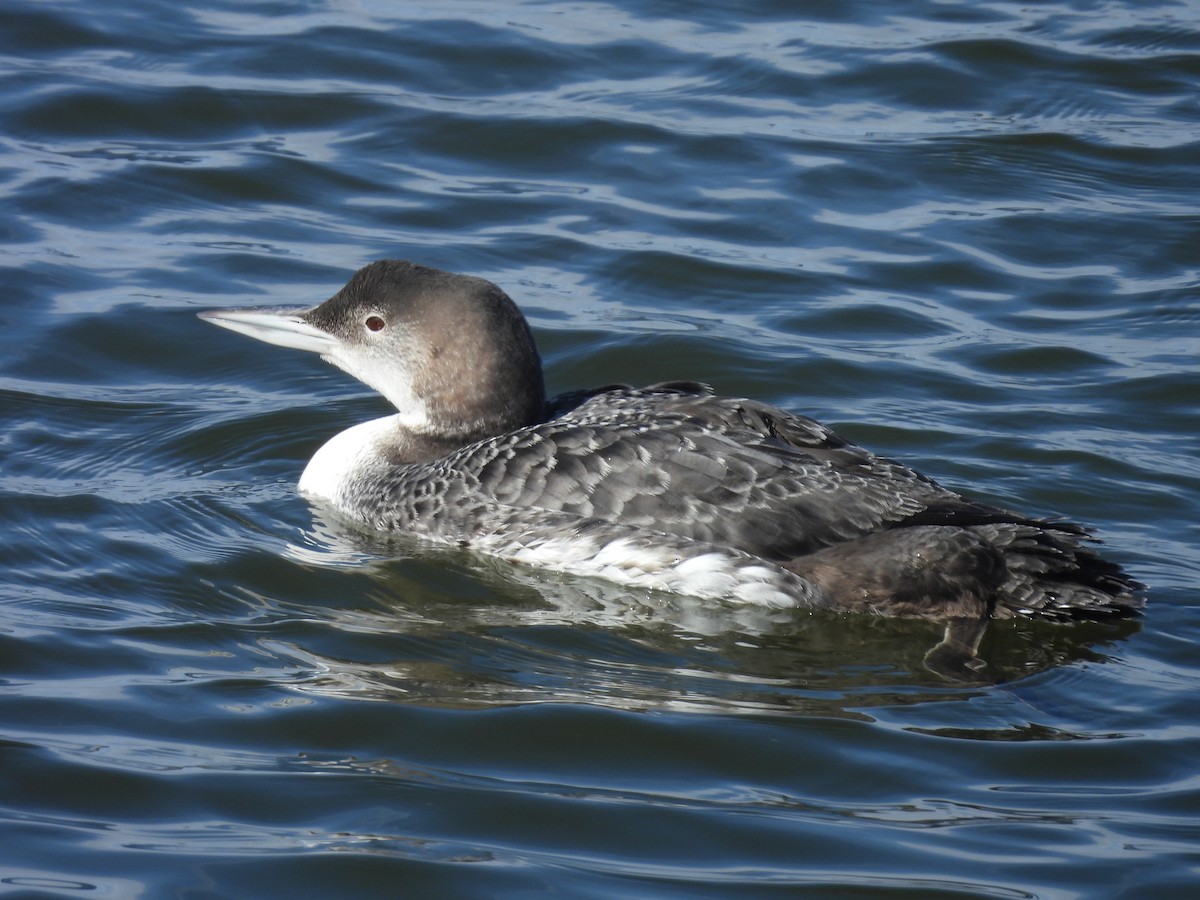 Plongeon huard - ML616339233