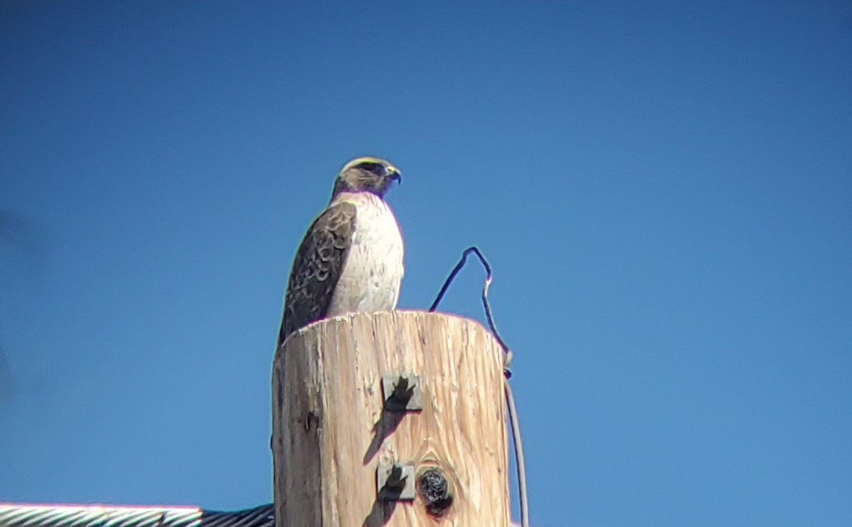 Red-tailed Hawk - ML616339318