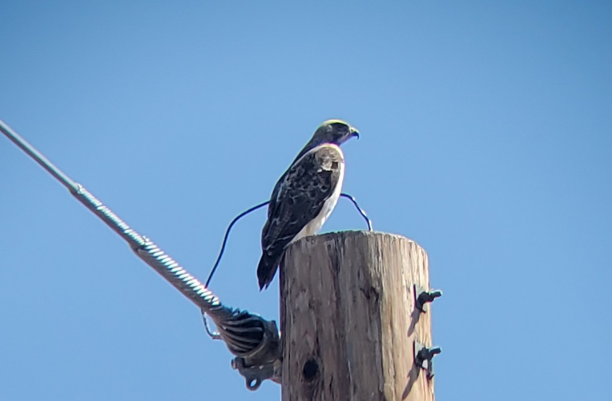 Red-tailed Hawk - ML616339319